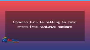 Growers turn to netting to save crops from heatwave sunburn - growers turn netting