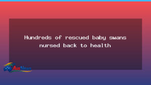 Hundreds of orphaned cygnets cared for after summer strandings in WA South West - hundreds orphaned cygnets