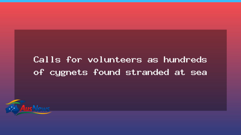 Volunteer drive as hundreds of cygnets stranded off WA coast - volunteer drive hundreds