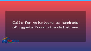 Volunteer drive as hundreds of cygnets stranded off WA coast - volunteer drive hundreds