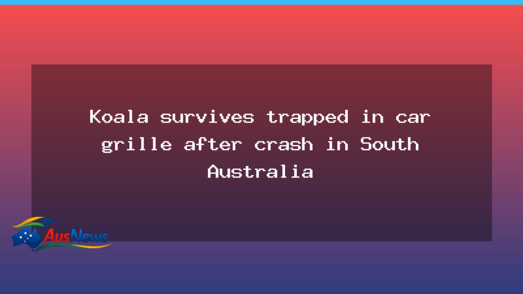 Koala survives crash after becoming lodged in a vehicle grille near Adelaide - koala survives crash