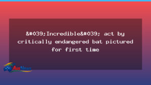 Rare image captures a Christmas Island flying fox ferrying its pup - rare image captures