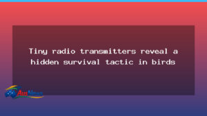 Tiny trackers reveal a hidden survival tactic in Australian swallows - tiny trackers reveal