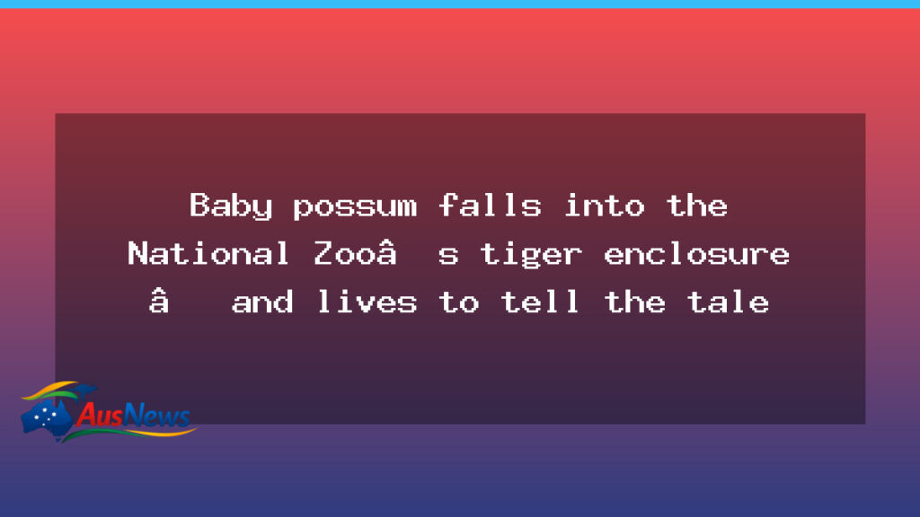 Baby possum survives night in tiger enclosure at Canberra zoo - baby possum survives