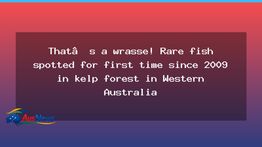 Rare Braun’s wrasse spotted in WA kelp forest for first time since 2009 - rare braun wrasse