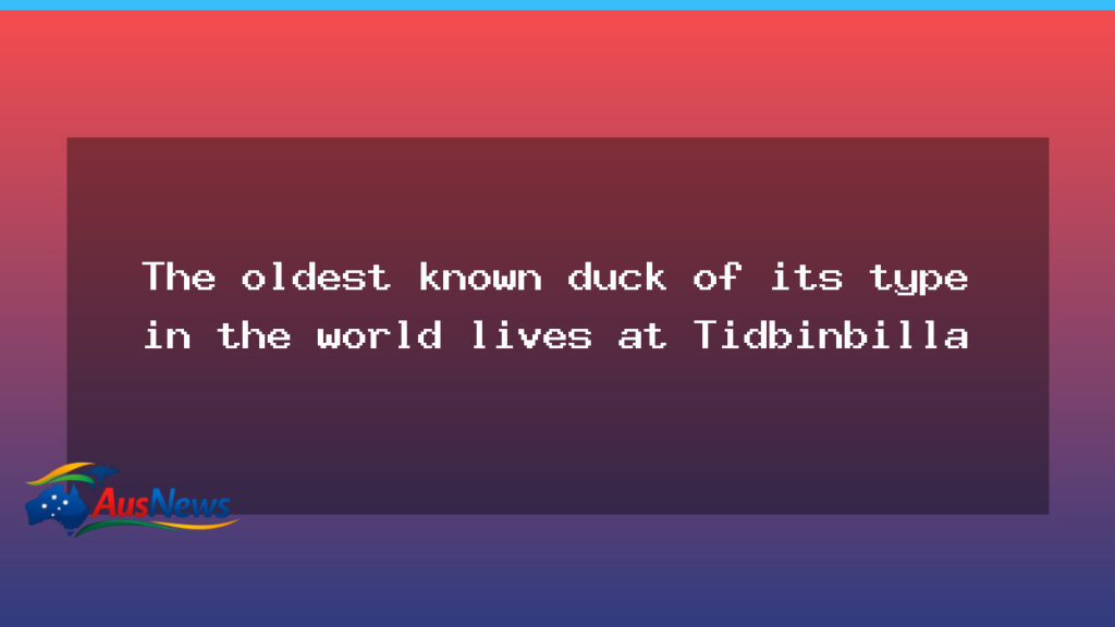Tidbinbilla’s Musk Duck: Oldest on Record Draws Attention - tidbinbilla 8217 musk