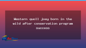 Wild Western quoll joey born in NSW after conservation push - wild western quoll