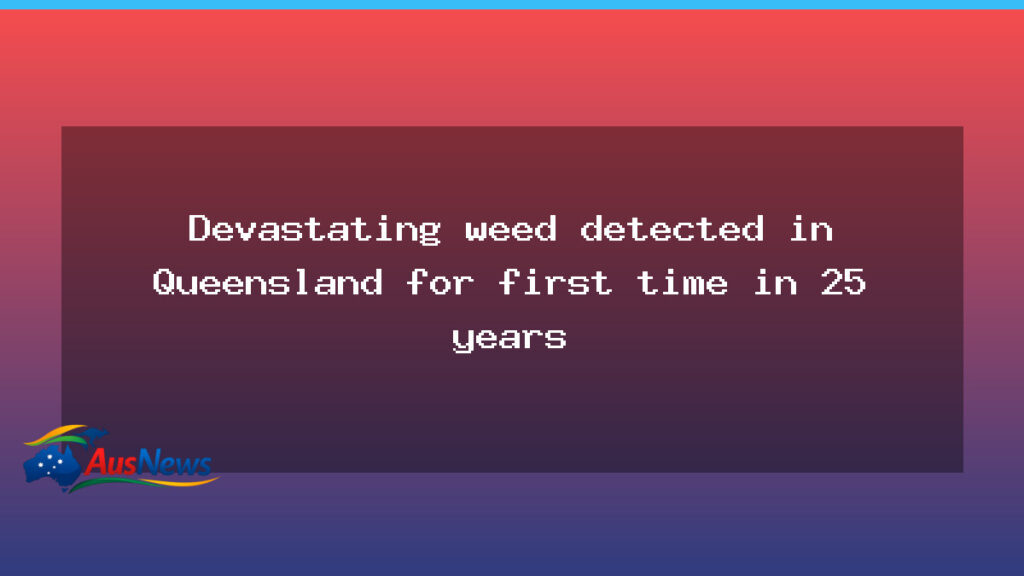 Giant mimosa pigra detected near Brisbane lake, first in 25 years - giant mimosa pigra