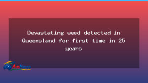 Giant mimosa pigra detected near Brisbane lake, first in 25 years - giant mimosa pigra