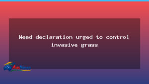 Buffel grass declaration urged to curb invasion across the outback - buffel grass declaration